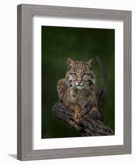 Bobcat Poses on Tree Branch 2-Galloimages Online-Framed Photographic Print