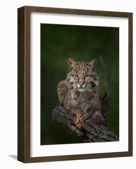 Bobcat Poses on Tree Branch 2-Galloimages Online-Framed Photographic Print