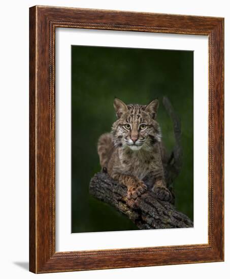 Bobcat Poses on Tree Branch 2-Galloimages Online-Framed Photographic Print