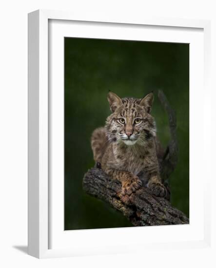 Bobcat Poses on Tree Branch 2-Galloimages Online-Framed Photographic Print