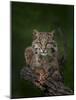 Bobcat Poses on Tree Branch 2-Galloimages Online-Mounted Photographic Print