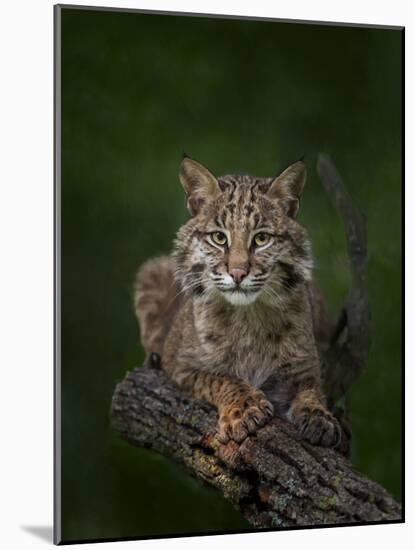 Bobcat Poses on Tree Branch 2-Galloimages Online-Mounted Photographic Print