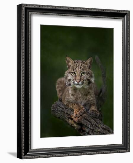 Bobcat Poses on Tree Branch 2-Galloimages Online-Framed Photographic Print