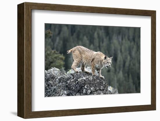 Bobcat Preparing to Jump, Montana-Richard and Susan Day-Framed Photographic Print