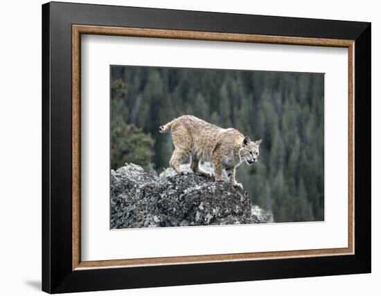 Bobcat Preparing to Jump, Montana-Richard and Susan Day-Framed Photographic Print