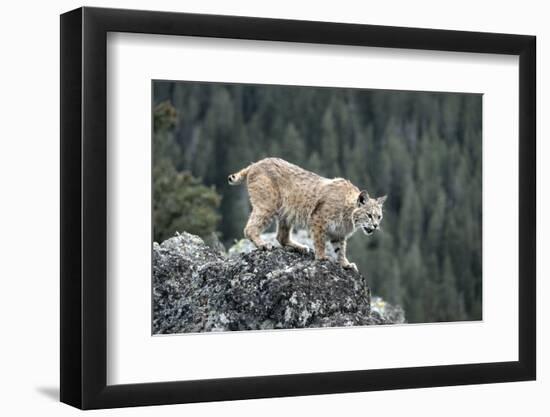 Bobcat Preparing to Jump, Montana-Richard and Susan Day-Framed Photographic Print