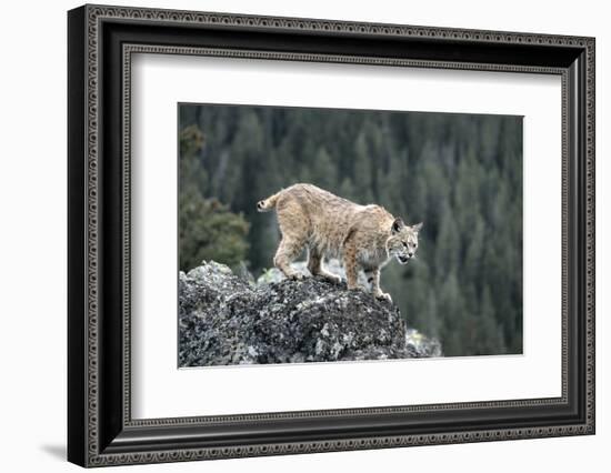 Bobcat Preparing to Jump, Montana-Richard and Susan Day-Framed Photographic Print