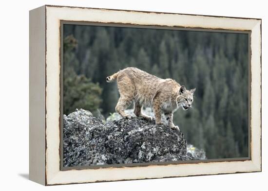 Bobcat Preparing to Jump, Montana-Richard and Susan Day-Framed Premier Image Canvas