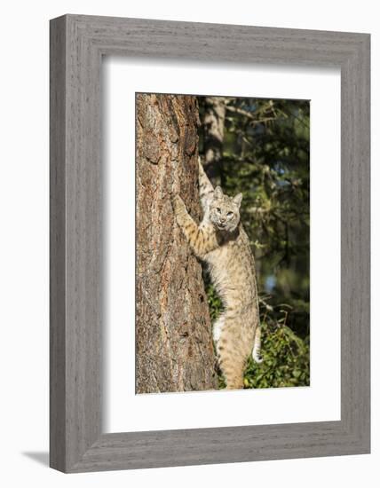 Bobcat profile, climbing tree, Montana-Yitzi Kessock-Framed Photographic Print