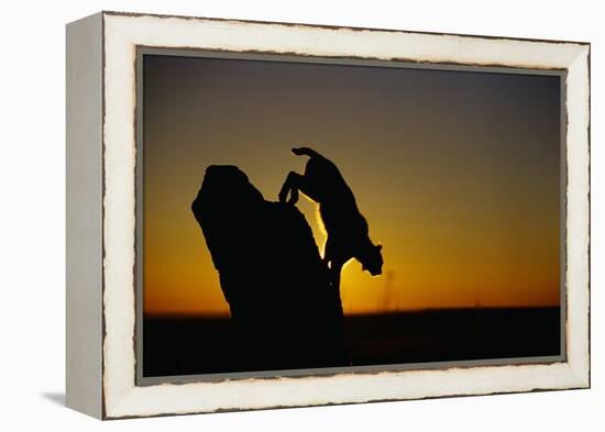 Bobcat Silhouette at Sunrise-W. Perry Conway-Framed Premier Image Canvas