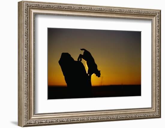 Bobcat Silhouette at Sunrise-W. Perry Conway-Framed Photographic Print