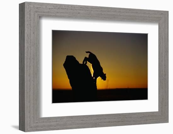 Bobcat Silhouette at Sunrise-W. Perry Conway-Framed Photographic Print