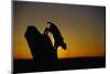 Bobcat Silhouette at Sunrise-W. Perry Conway-Mounted Photographic Print