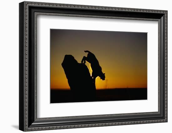 Bobcat Silhouette at Sunrise-W. Perry Conway-Framed Photographic Print