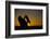 Bobcat Silhouette at Sunrise-W. Perry Conway-Framed Photographic Print