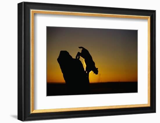 Bobcat Silhouette at Sunrise-W. Perry Conway-Framed Photographic Print