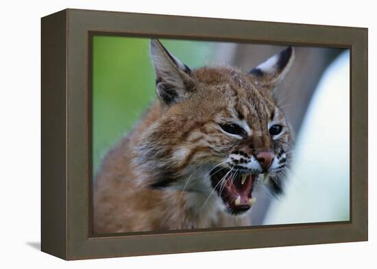 Bobcat Snarling-W^ Perry Conway-Framed Premier Image Canvas