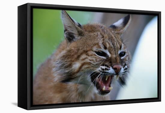 Bobcat Snarling-W^ Perry Conway-Framed Premier Image Canvas