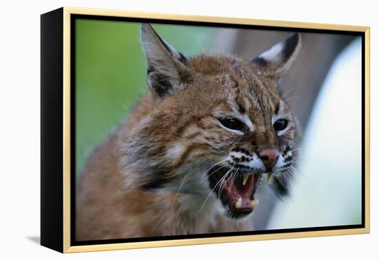 Bobcat Snarling-W^ Perry Conway-Framed Premier Image Canvas