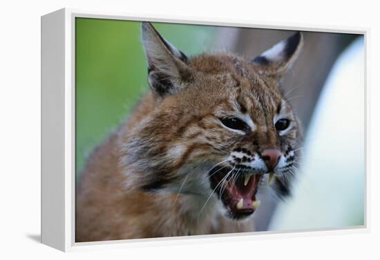 Bobcat Snarling-W^ Perry Conway-Framed Premier Image Canvas