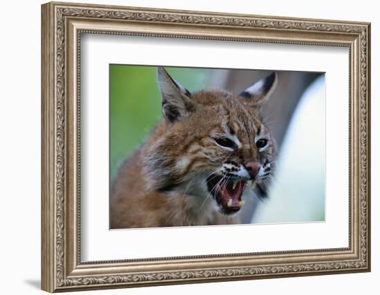 Bobcat Snarling-W^ Perry Conway-Framed Photographic Print