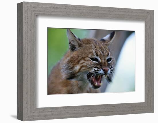 Bobcat Snarling-W^ Perry Conway-Framed Photographic Print