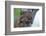 Bobcat Snarling-W^ Perry Conway-Framed Photographic Print