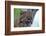 Bobcat Snarling-W^ Perry Conway-Framed Photographic Print