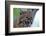 Bobcat Snarling-W^ Perry Conway-Framed Photographic Print