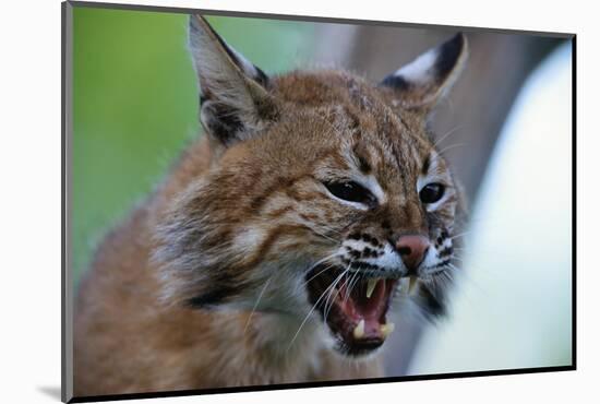 Bobcat Snarling-W^ Perry Conway-Mounted Photographic Print