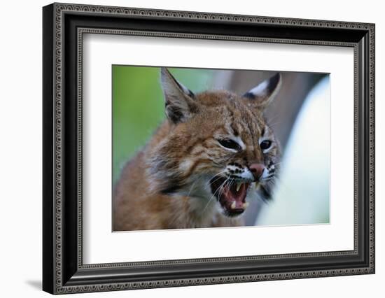 Bobcat Snarling-W^ Perry Conway-Framed Photographic Print