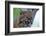 Bobcat Snarling-W^ Perry Conway-Framed Photographic Print