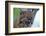 Bobcat Snarling-W^ Perry Conway-Framed Photographic Print