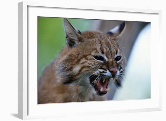 Bobcat Snarling-W^ Perry Conway-Framed Photographic Print