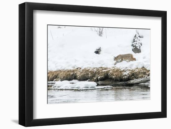 Bobcat Stalking a Muskrat-Rob Tilley-Framed Photographic Print