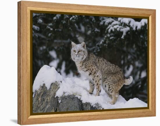 Bobcat Standing in Snow-DLILLC-Framed Premier Image Canvas