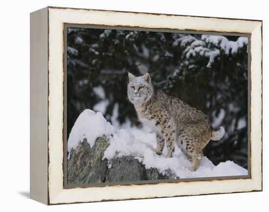 Bobcat Standing in Snow-DLILLC-Framed Premier Image Canvas