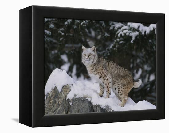 Bobcat Standing in Snow-DLILLC-Framed Premier Image Canvas