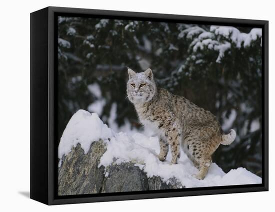 Bobcat Standing in Snow-DLILLC-Framed Premier Image Canvas