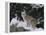 Bobcat Standing in Snow-DLILLC-Framed Premier Image Canvas