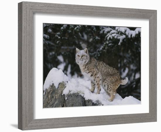 Bobcat Standing in Snow-DLILLC-Framed Photographic Print