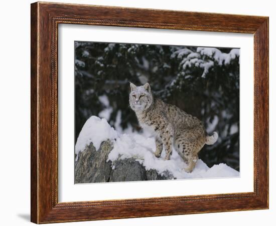 Bobcat Standing in Snow-DLILLC-Framed Photographic Print