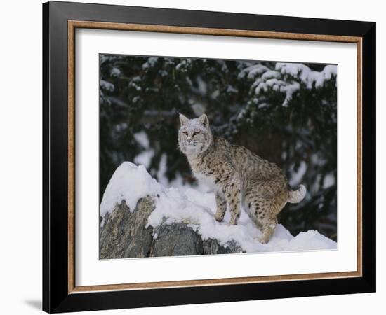 Bobcat Standing in Snow-DLILLC-Framed Photographic Print