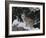 Bobcat Standing in Snow-DLILLC-Framed Photographic Print