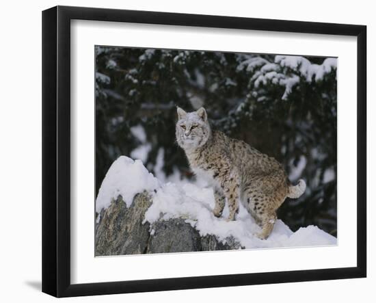 Bobcat Standing in Snow-DLILLC-Framed Photographic Print