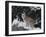 Bobcat Standing in Snow-DLILLC-Framed Photographic Print