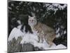 Bobcat Standing in Snow-DLILLC-Mounted Photographic Print