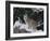 Bobcat Standing in Snow-DLILLC-Framed Photographic Print