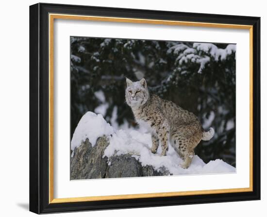 Bobcat Standing in Snow-DLILLC-Framed Photographic Print