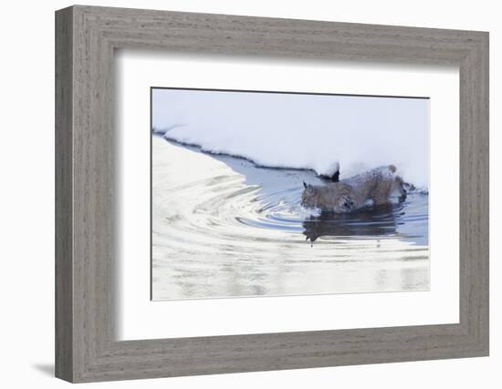 Bobcat, winter river crossing-Ken Archer-Framed Photographic Print